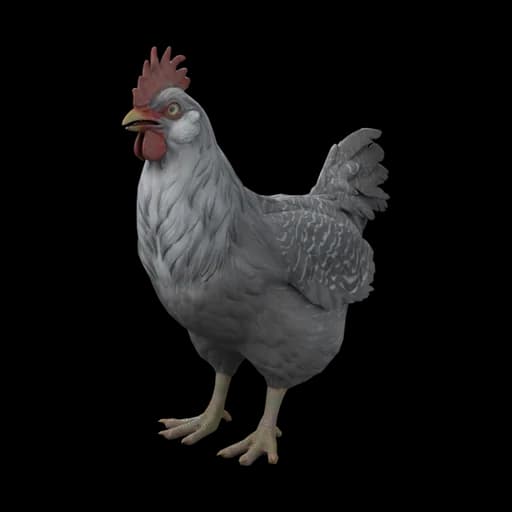 Pet Chicken | Catalana (Black with White Head) — ไก่คาตาลานาสีดำหัวขาว