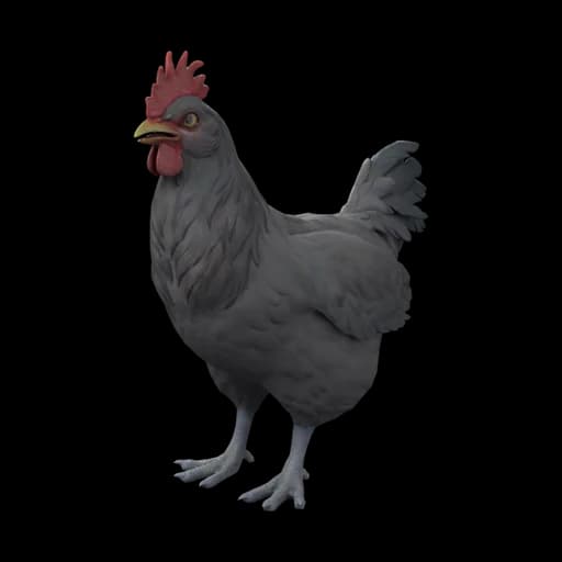 Pet Chicken | Catalana (Black) — ไก่คาตาลานาสีดำ