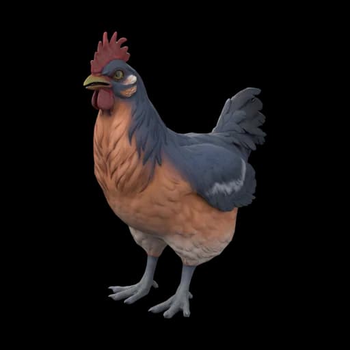 Pet Chicken | Catalana (Blue and Light Orange) — ไก่คาตาลานาสีน้ำเงินส้มอ่อน