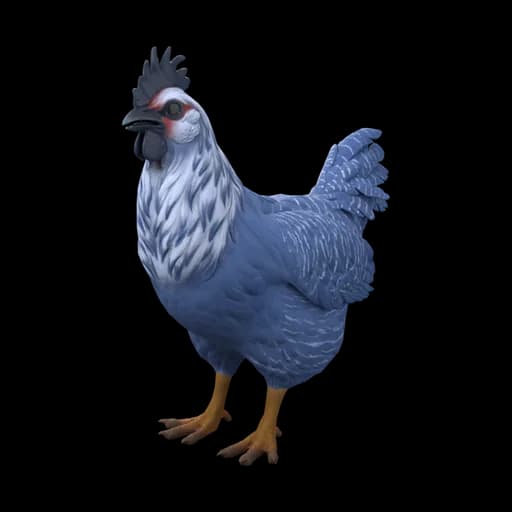 Pet Chicken | Catalana (Blue) — ไก่คาตาลานาสีน้ำเงิน