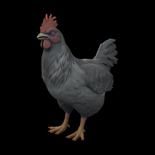 Pet Chicken | Catalana (Grey) — ไก่คาตาลานาสีเทา