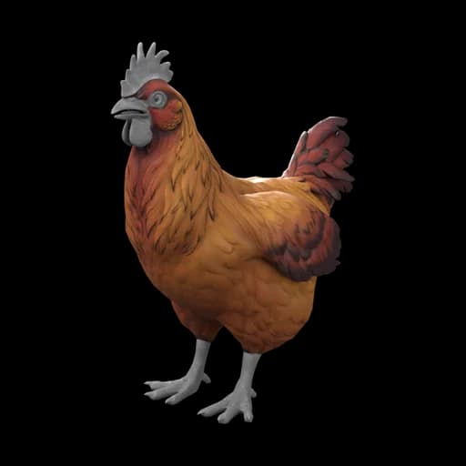 Pet Chicken | Catalana (Red-Yellow Gradient) — ไก่คาตาลานาสีไล่แดงไปเหลือง
