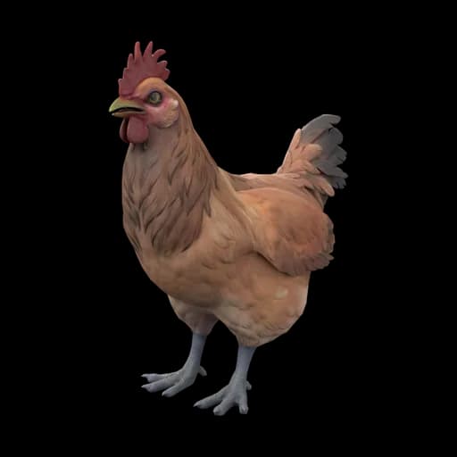 Pullet — ไก่สาว
