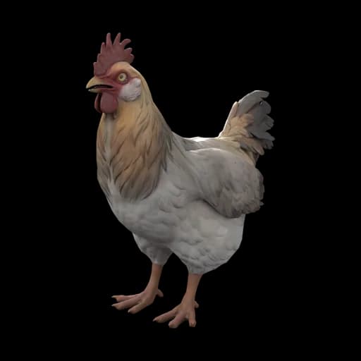 Pet Chicken | Catalana (White with Tan Head) — ไก่คาตาลานาสีขาวหัวน้ำตาลอ่อน