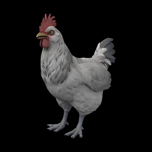 Pet Chicken | Catalana (White) — ไก่คาตาลานาสีขาว