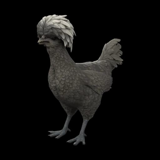 Pet Chicken | Polish (Black with White Head) — ไก่โปลิชสีดำหัวขาว