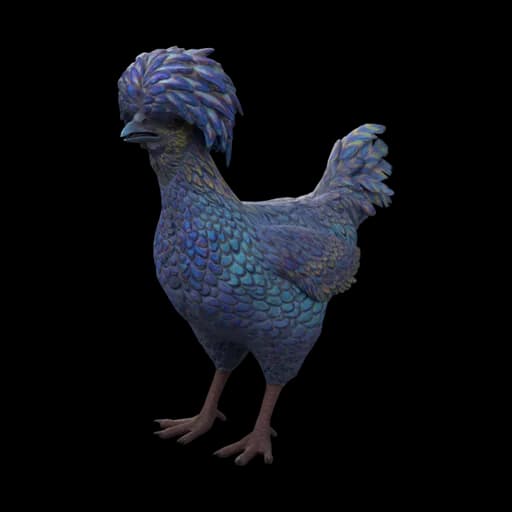 Pet Chicken | Polish (Blue and Yellow) — ไก่โปลิชสีน้ำเงินเหลือง