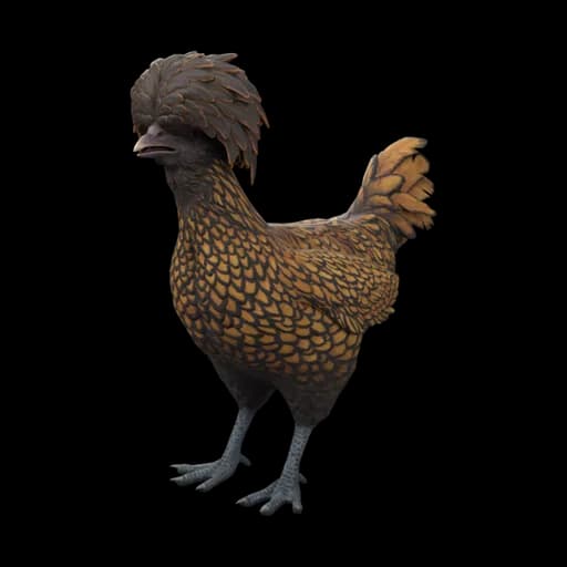 Pet Chicken | Polish (Brown with Black Wing Tips) — ไก่โปลิชสีน้ำตาลปลายปีกดำ