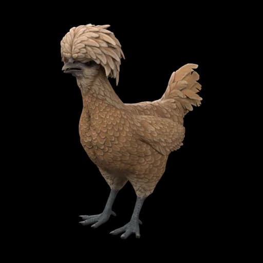 Pet Chicken | Polish (Brown) — ไก่โปลิชสีน้ำตาล