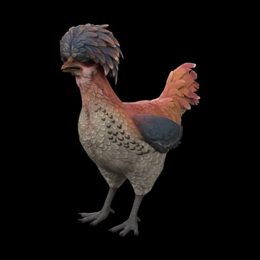 Pet Chicken | Polish (Orange, White and Blue) — ไก่โปลิชสีส้ม ขาว น้ำเงิน