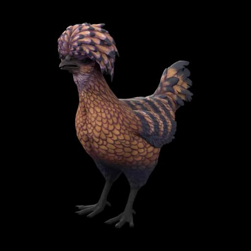 Pet Chicken | Polish (Orange with Black Stripes) — ไก่โปลิชสีส้มลายดำ