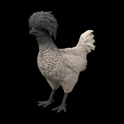 Pet Chicken | Polish (White with Black Head) — ไก่โปลิชสีขาวหัวดำ