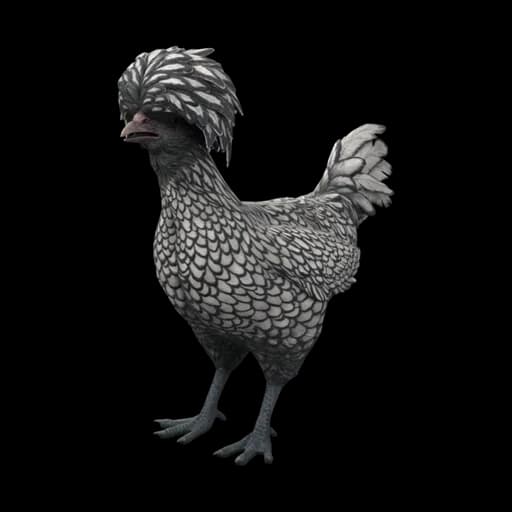 Pet Chicken | Polish (White with Black Wing Tips) — ไก่โปลิชสีขาวปลายปีกดำ