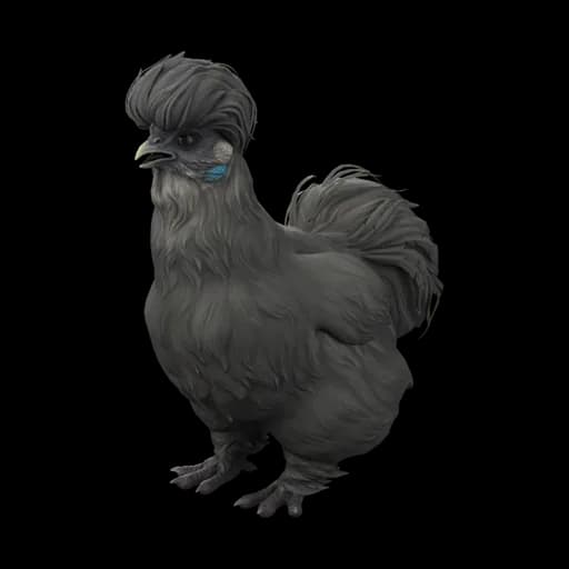 Pet Chicken | Silkie (Black) — ไก่ซิลกี้สีดำ