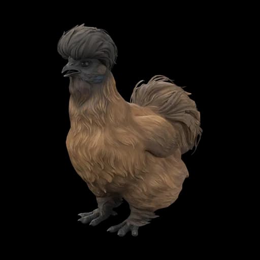 Pet Chicken | Silkie (Brown with Black Head) — ไก่ซิลกี้สีน้ำตาลหัวดำ