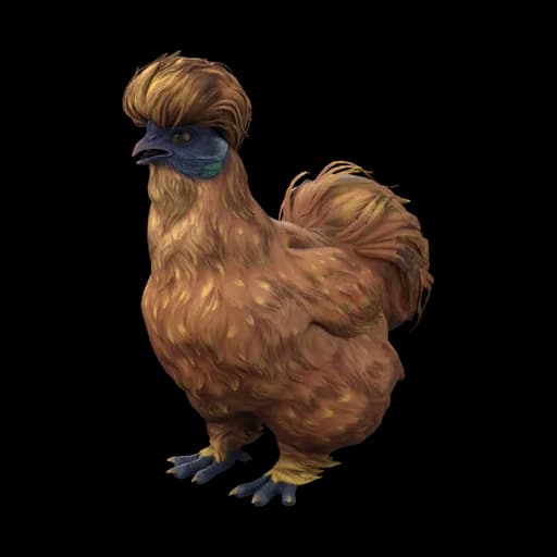 Pet Chicken | Silkie (Orange) — ไก่ซิลกี้สีส้ม