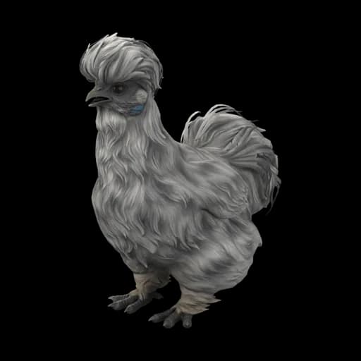 Pet Chicken | Silkie (Splash) — ไก่ซิลกี้สีลายสแปลช