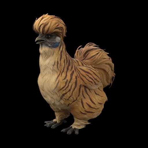 Pet Chicken | Silkie (Tiger) — ไก่ซิลกี้สีลายเสือ